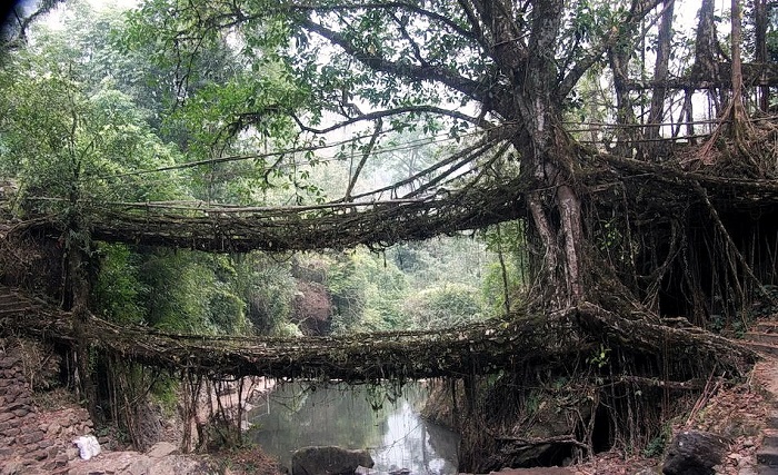 Удивительные мосты из живых корней в Индии