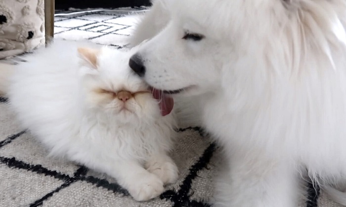 Весёлая дружба между «сварливым» котом и пушистой собакой