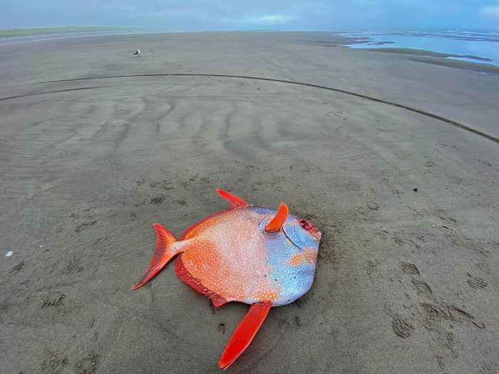На пляже в Орегоне обнаружили огромную редкую рыбу опаха