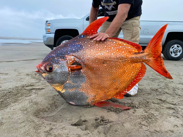На пляже в Орегоне обнаружили огромную редкую рыбу опаха