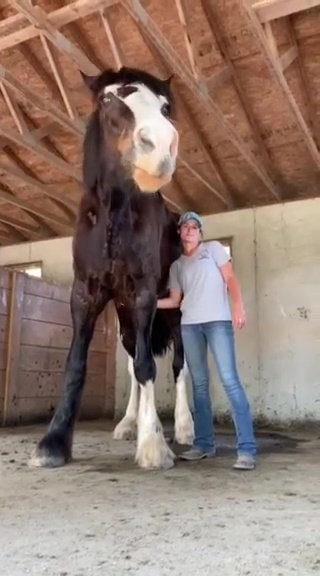 Конь Фантом — «образец ласкового гиганта»
